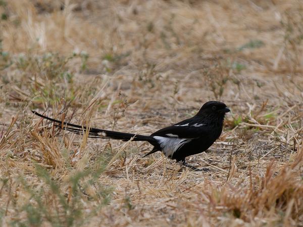 <h3><a href="/trips/tanzania/biota/animalia/chordata/aves/040 passeriformes/048 laniidae/urolestes melanoleucus/urolestes melanoleucus-nl.html">Urolestes&nbsp;melanoleucus</a> / Magpie&nbsp;shrike / Eksterklauwier</h3>OM-1 Mark II met OLYMPUS M.150-400mm F4.5, 1/2000 sec  bij F4.5, ISO 400, afstand 25.1&nbsp;m